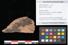 Foto (Objekt + Etikett) von Myrica lignitum Unger (NHMW-GEO-2024-0188-0613)